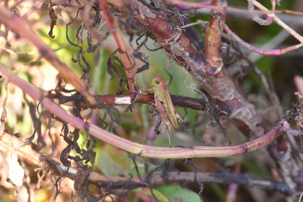 Identificazione locuste della laguna veneta