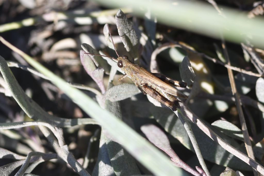 Identificazione locuste della laguna veneta