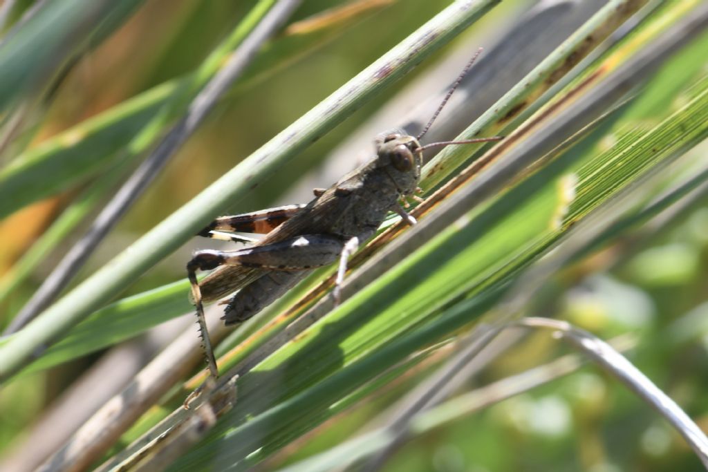 Identificazione locuste della laguna veneta