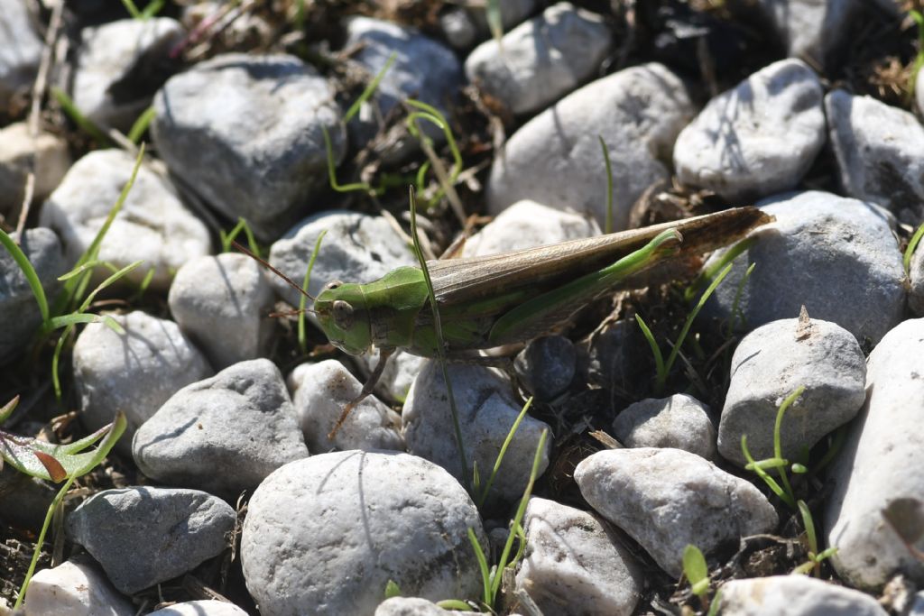 Identificazione locuste della laguna veneta