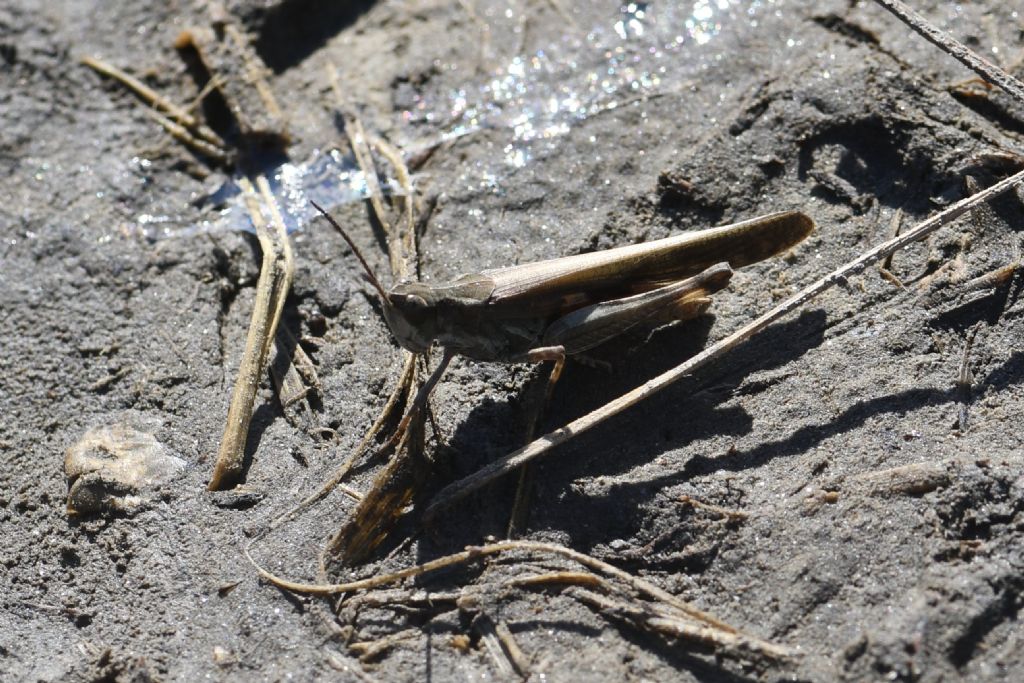 Identificazione locuste della laguna veneta