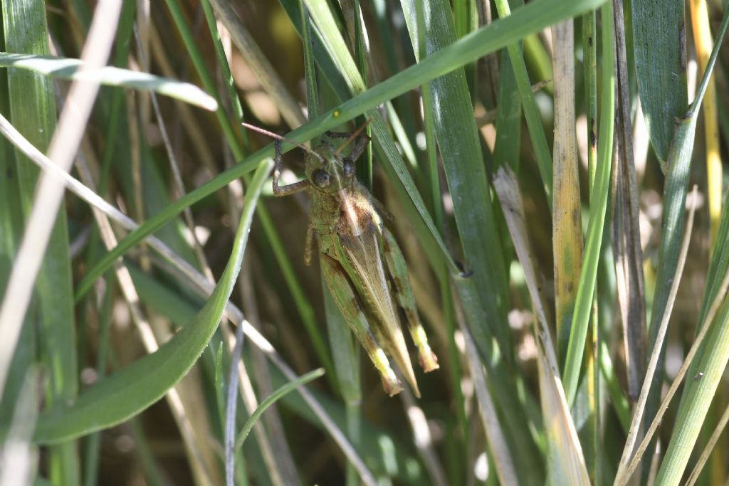 Identificazione locuste della laguna veneta