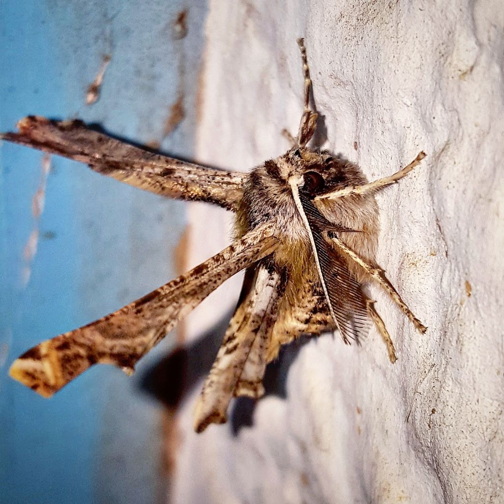 Falena dalle strane ali. Mi aiutate a identificarla ? Apochima flabellaria, Geometridae