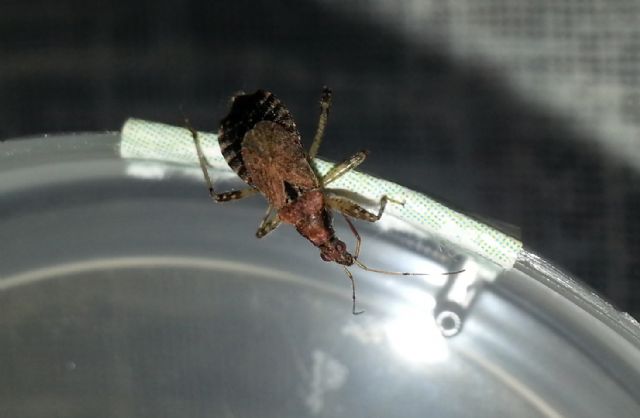 Nabidae: Himacerus mirmicoides