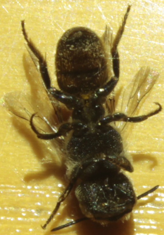 identificazione piccolo imenottero:  Apidae Megachilinae