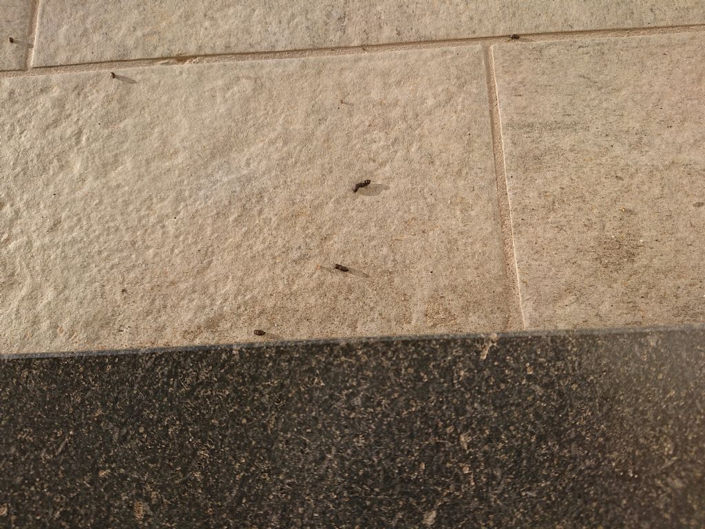 Escrementi balcone