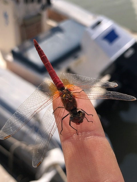 Sympetrum sanguineum o fonscolombii?? fonscolombii!