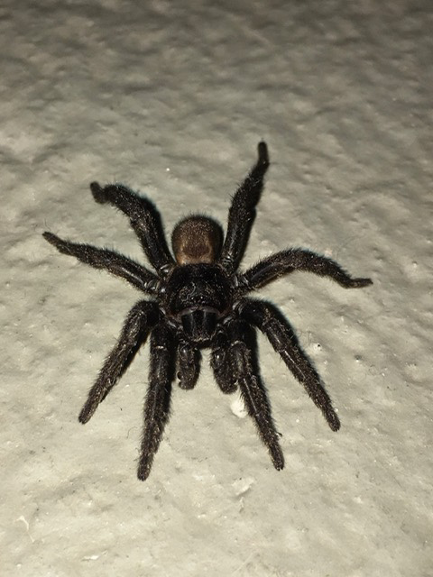 Amblyocarenum nuragicus o Cyrtauchenius??