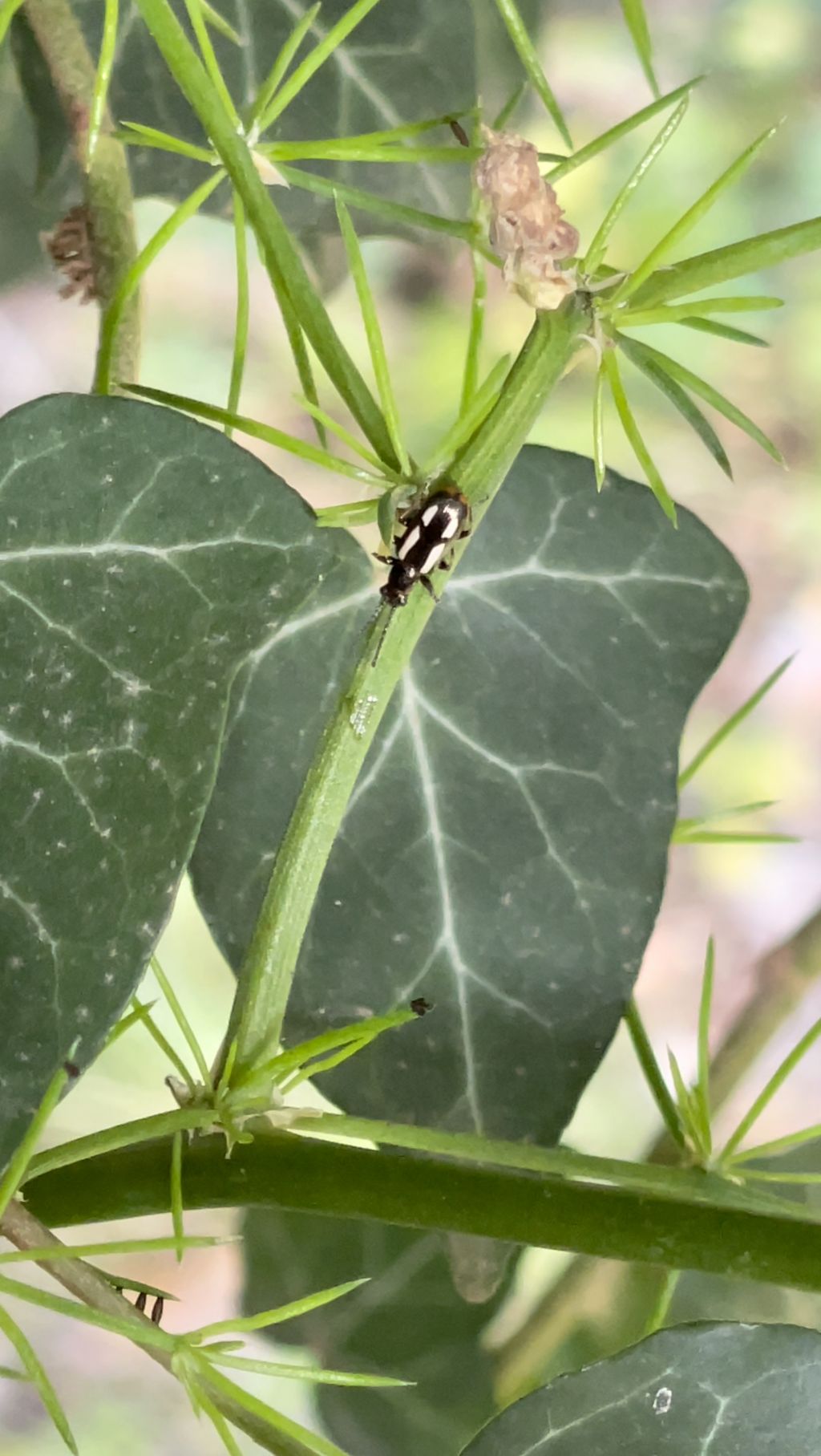 Chrysomelidae: Crioceris aff. macilenta