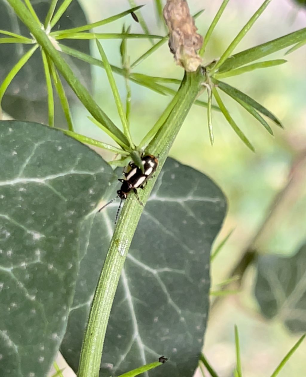 Chrysomelidae: Crioceris aff. macilenta