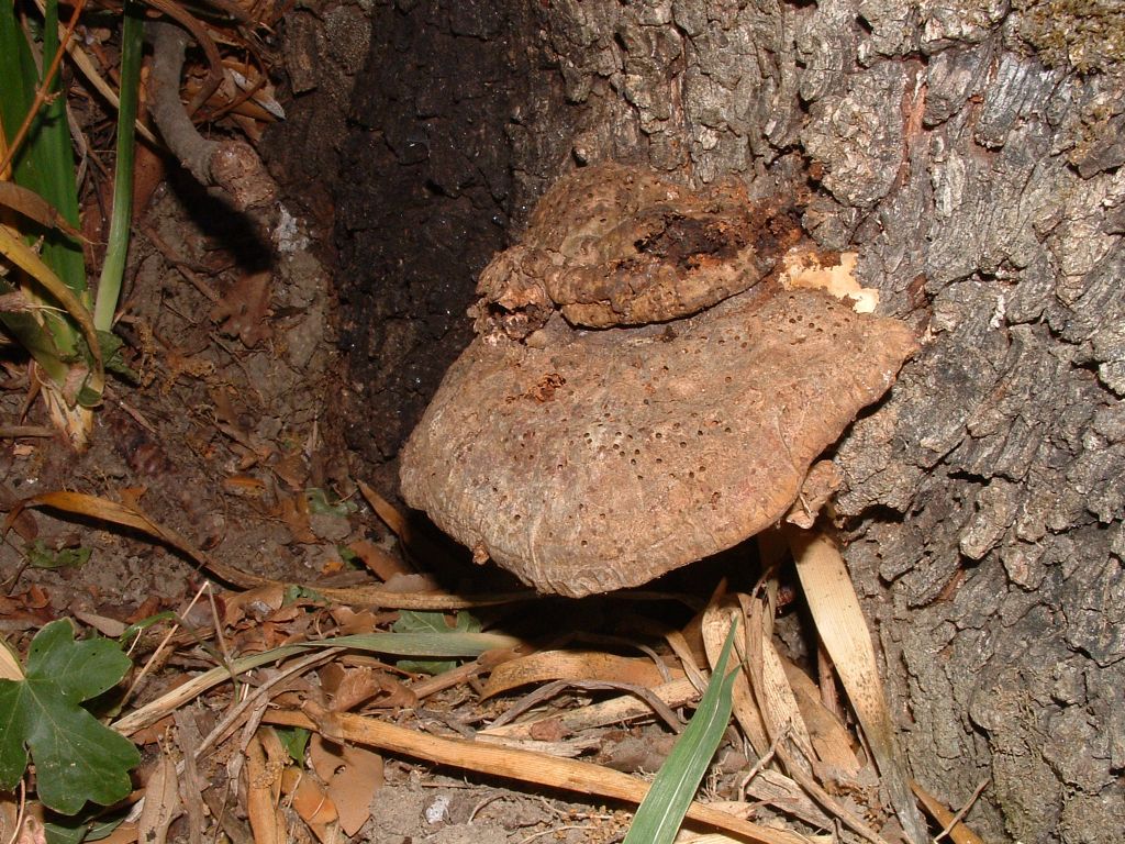 Riconosciimento carpoforo su leccio