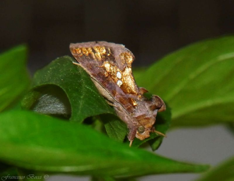 Chrysodeixis chalcites, ( Noctuidae Plusiinae)