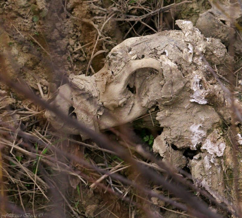 Scheletro di Canide?