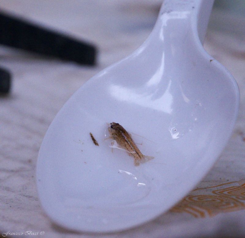 Giovanile di Procambarus?