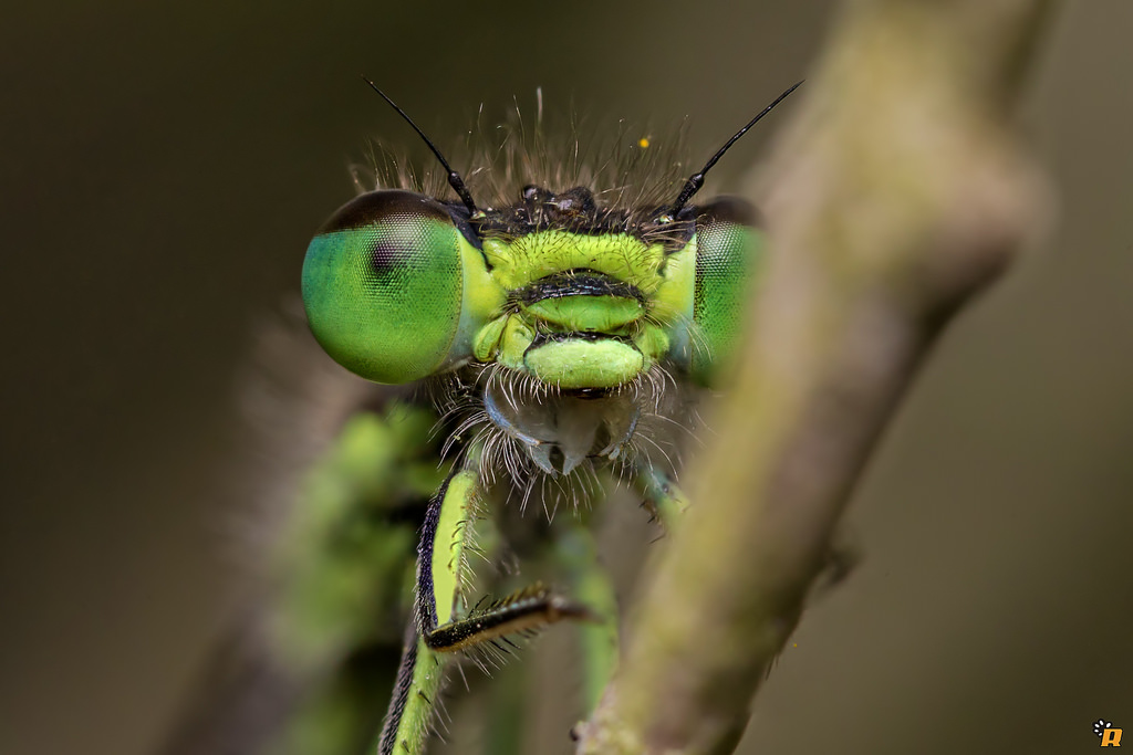 Ischnura genei... maschio o femmina? maschio