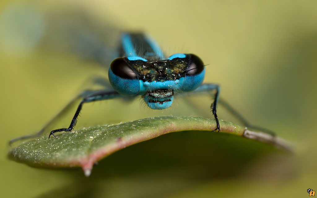 Coenagrion puella,  maschio