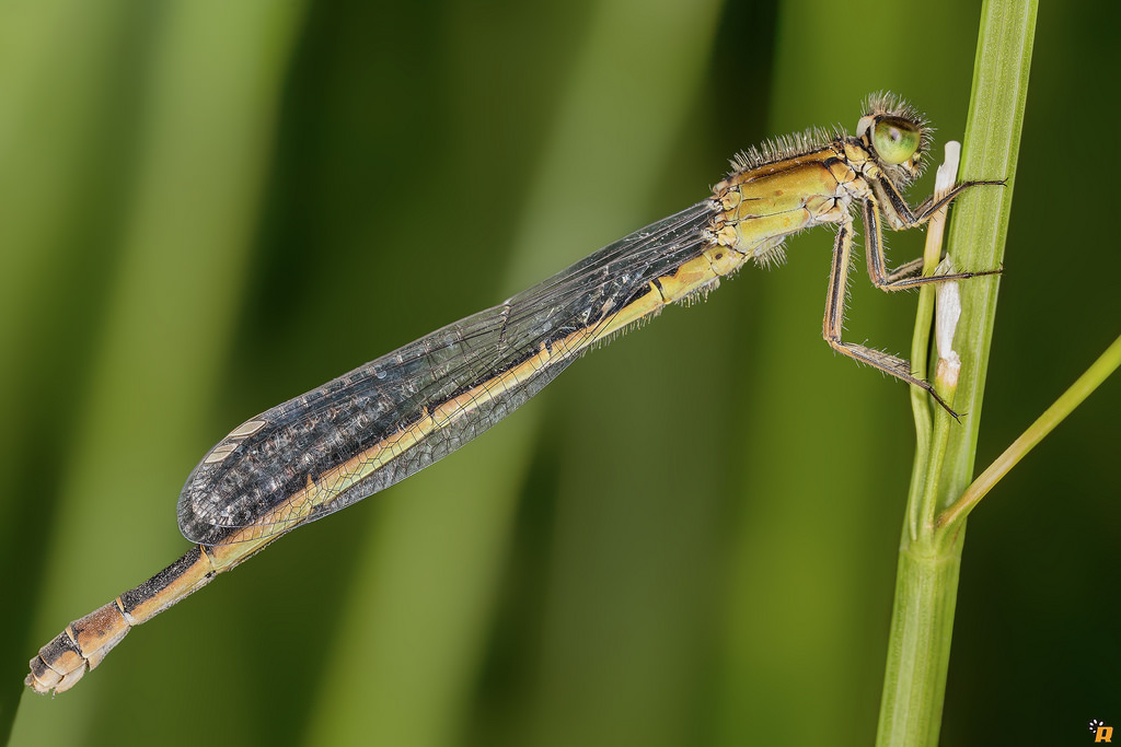 Damigella da identificare - Ischnura genei