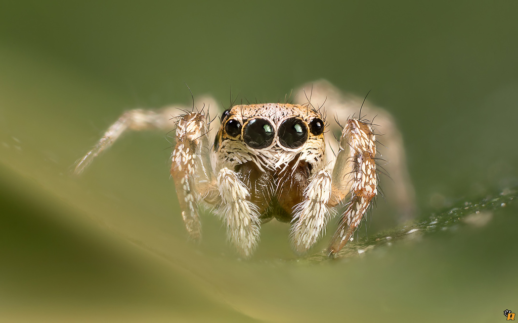 Salticus mutabilis - Olbia (OT)