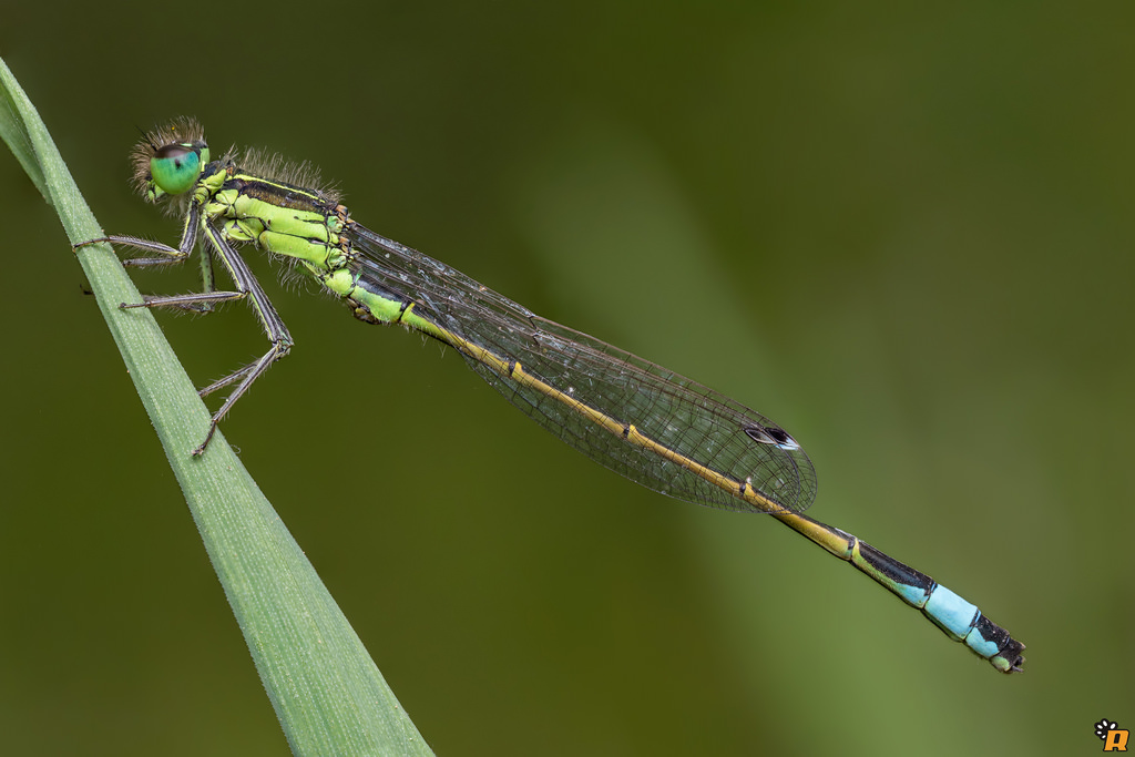 Ischnura genei... maschio o femmina? maschio