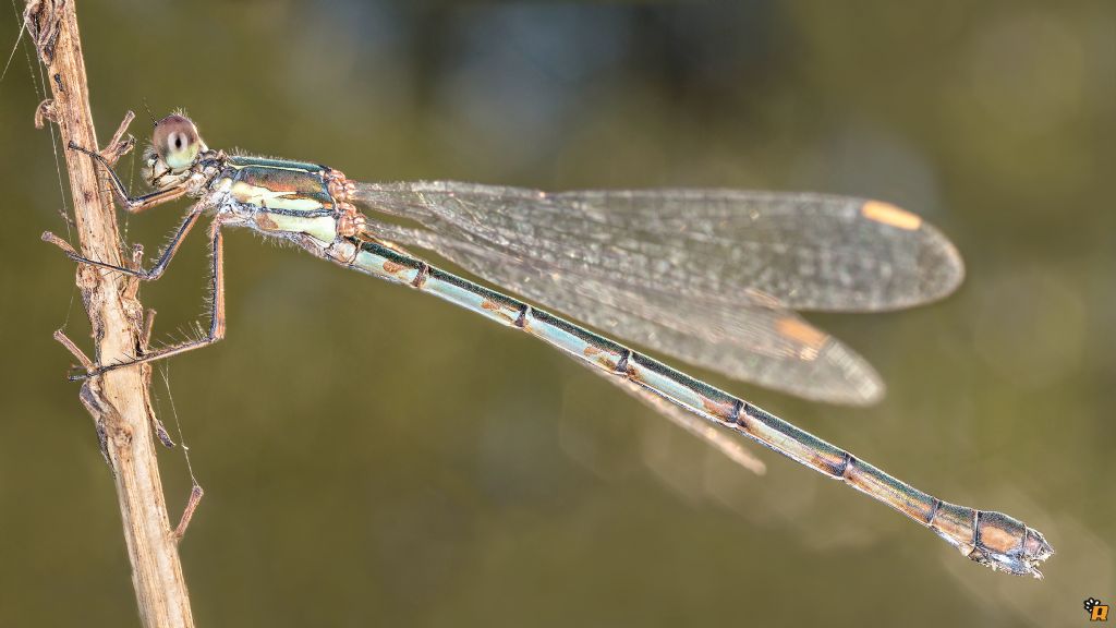 Chalcolestes viridis