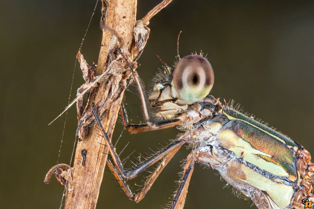 Chalcolestes viridis