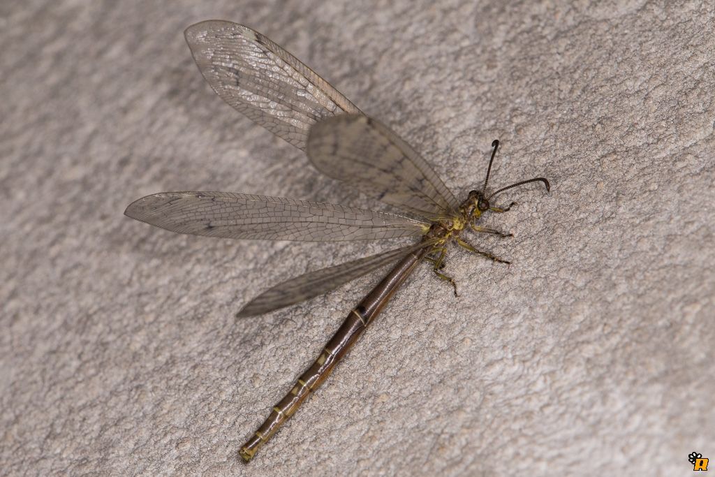 Myrmeleon gerlindae?