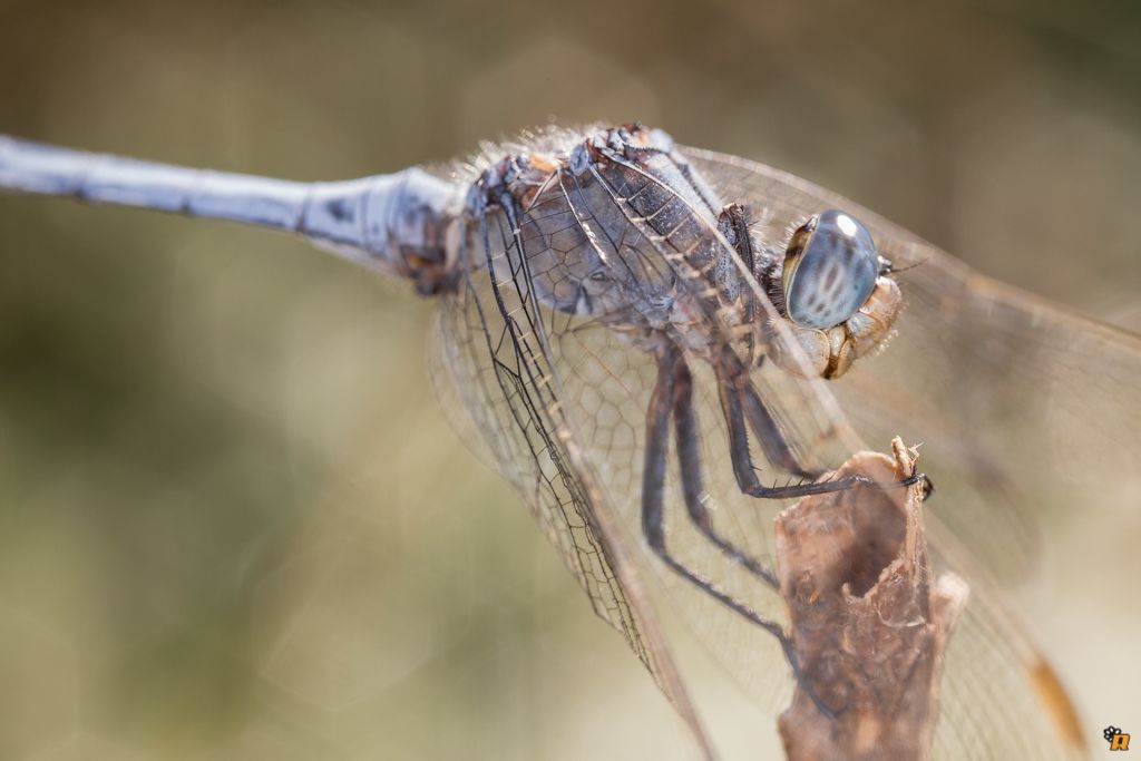 Libellula da id Orthetrum ? - O. coerulescen anceps