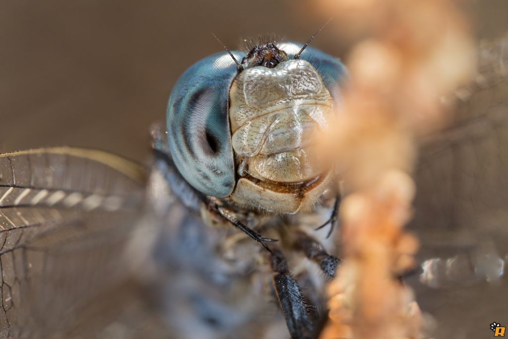 Libellula da id Orthetrum ? - O. coerulescen anceps