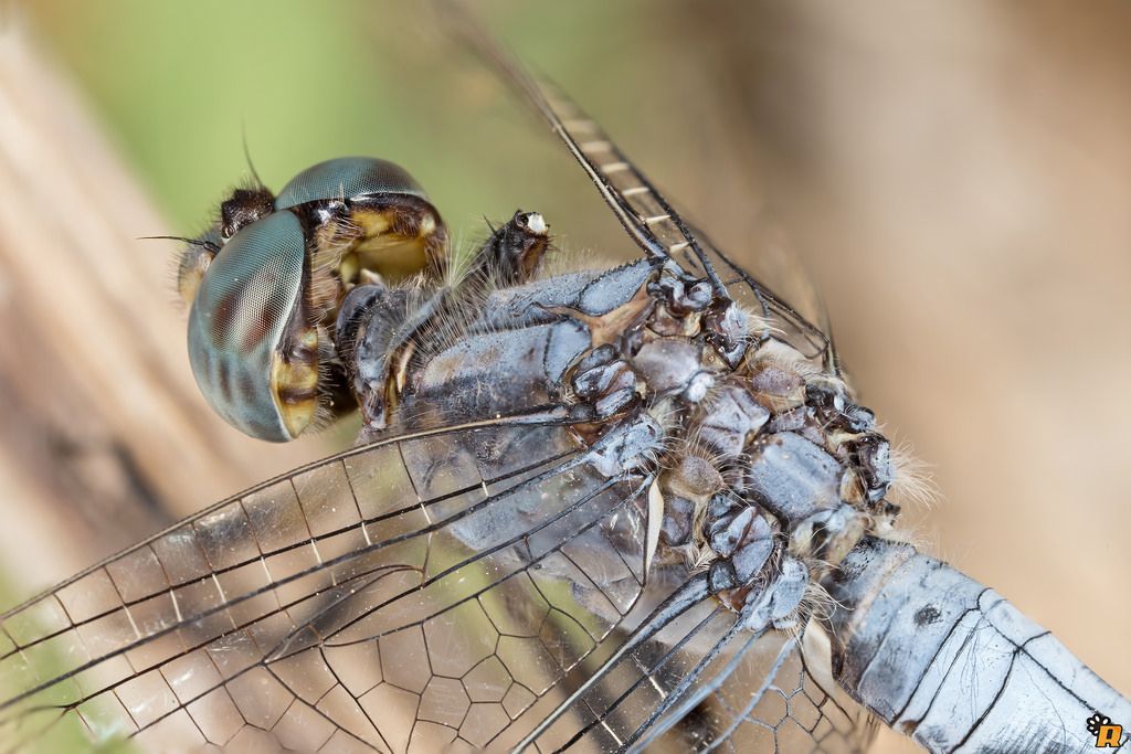 Libellula da id Orthetrum ? - O. coerulescen anceps