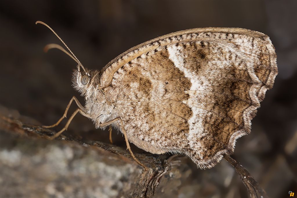 Farfalla da identificare