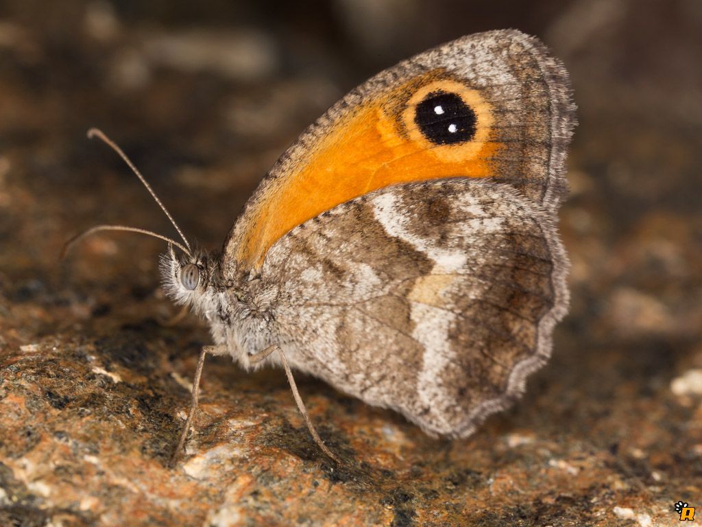 Farfalla da identificare