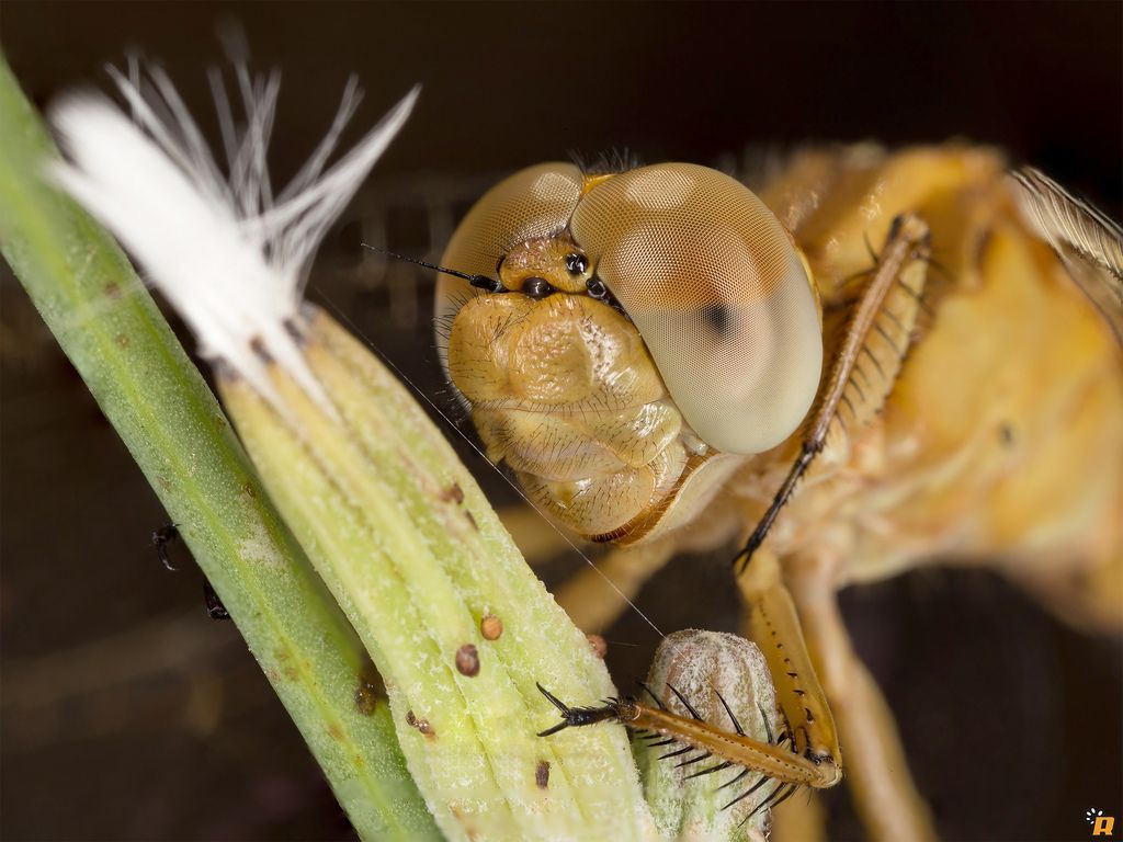 Orthetrum coerulescens anceps - Richiesta conferma