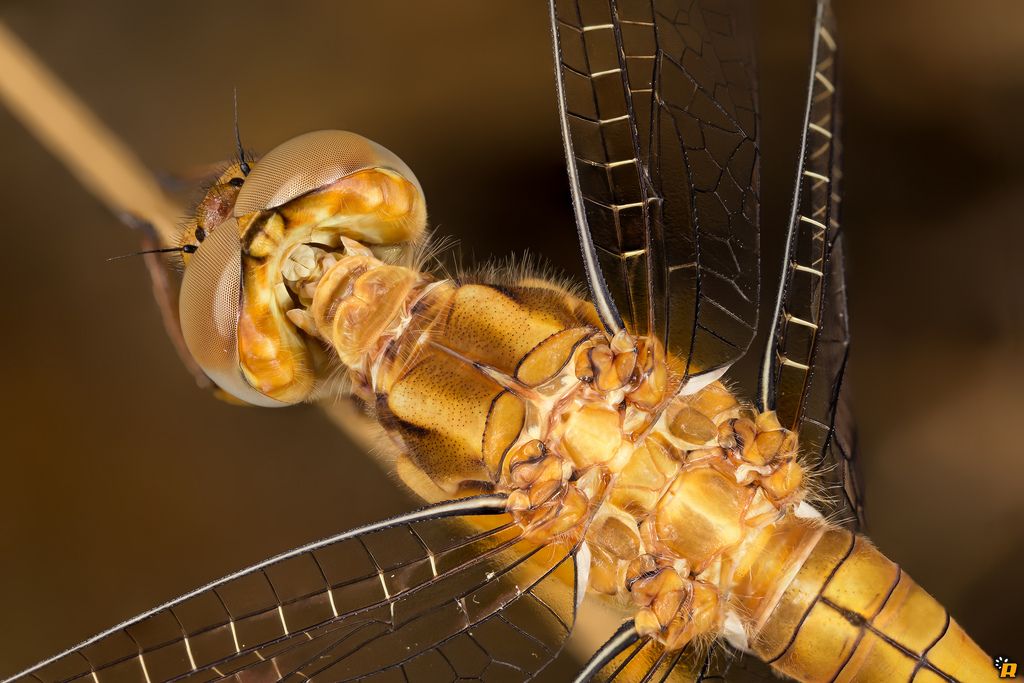 Orthetrum coerulescens anceps - Richiesta conferma