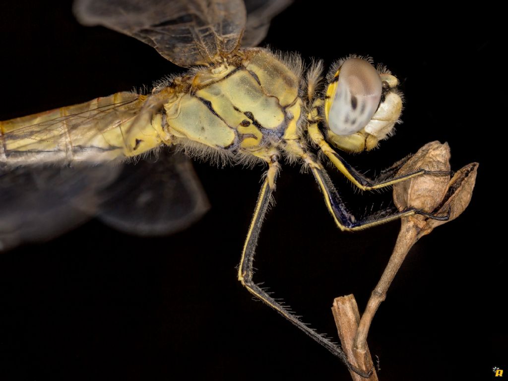 Sympetrum Fonscolombii - Richiesta conferma ID