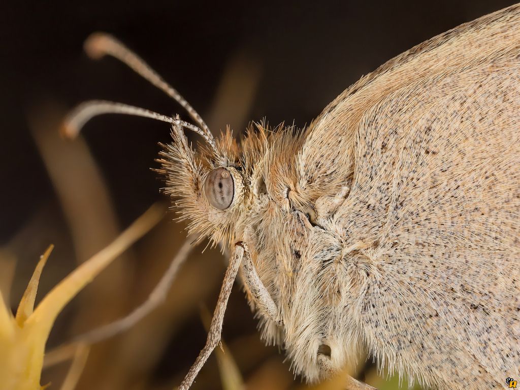 Farfalla da identificare
