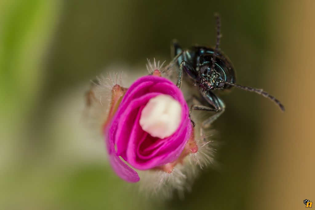 Altica sp., Chrysomelidae