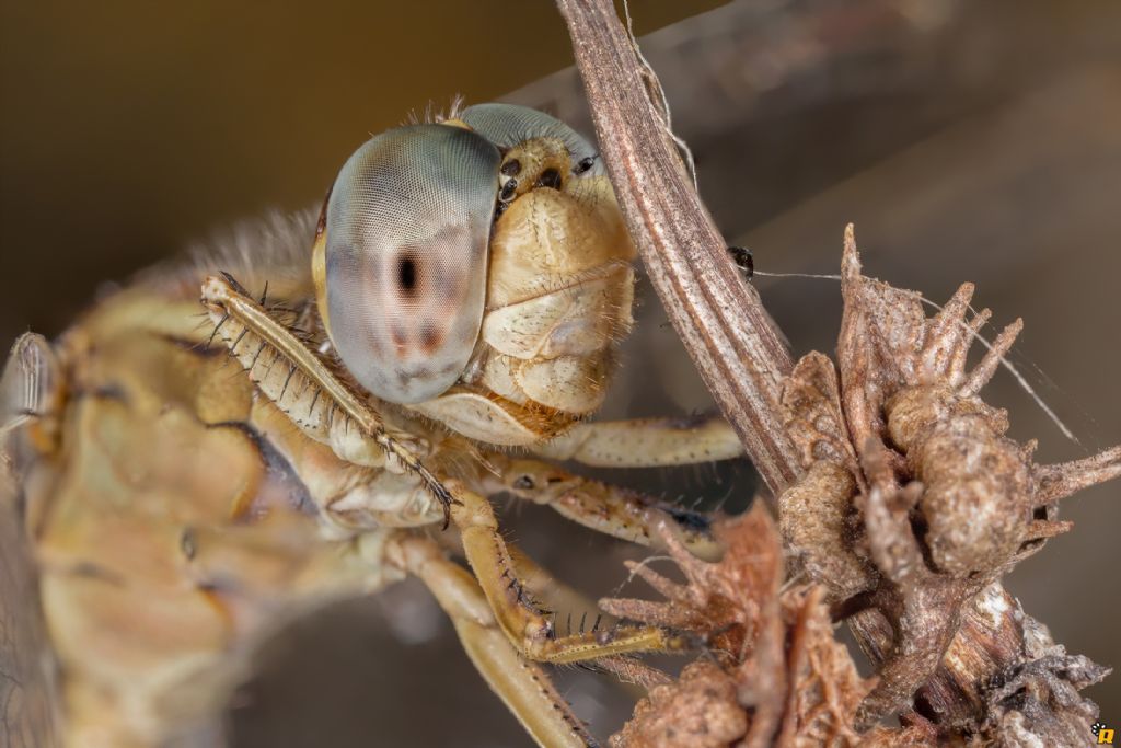 Orthetrum da identificare
