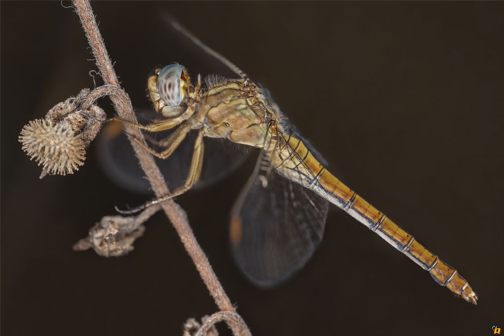 Orthetrum da identificare