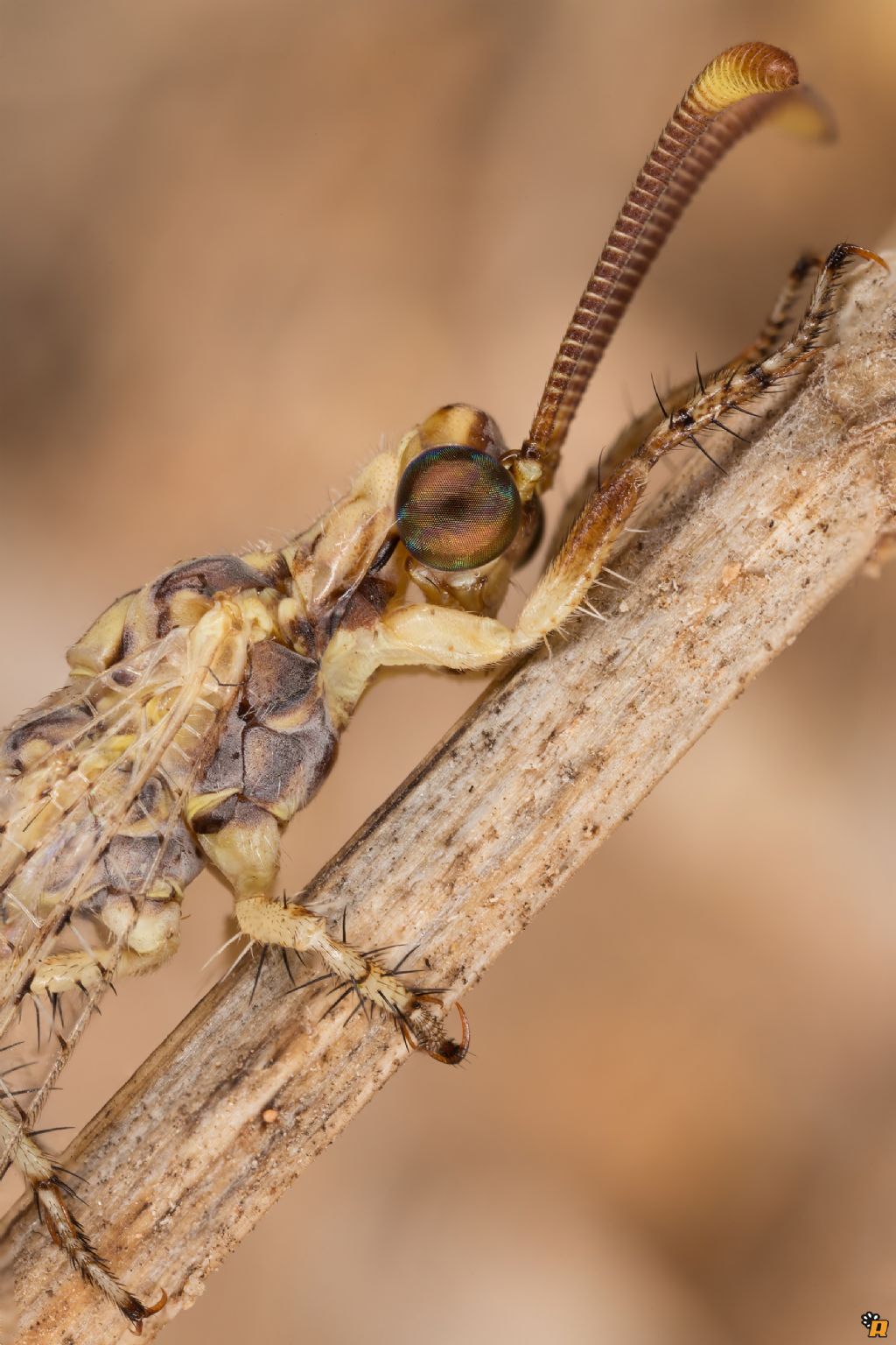 Formicaleone da identificare - Macronemurus  appendiculatus