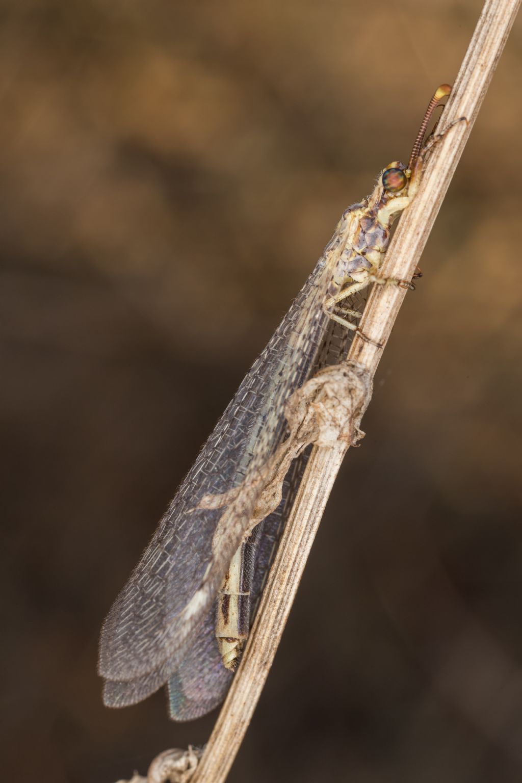 Formicaleone da identificare - Macronemurus  appendiculatus