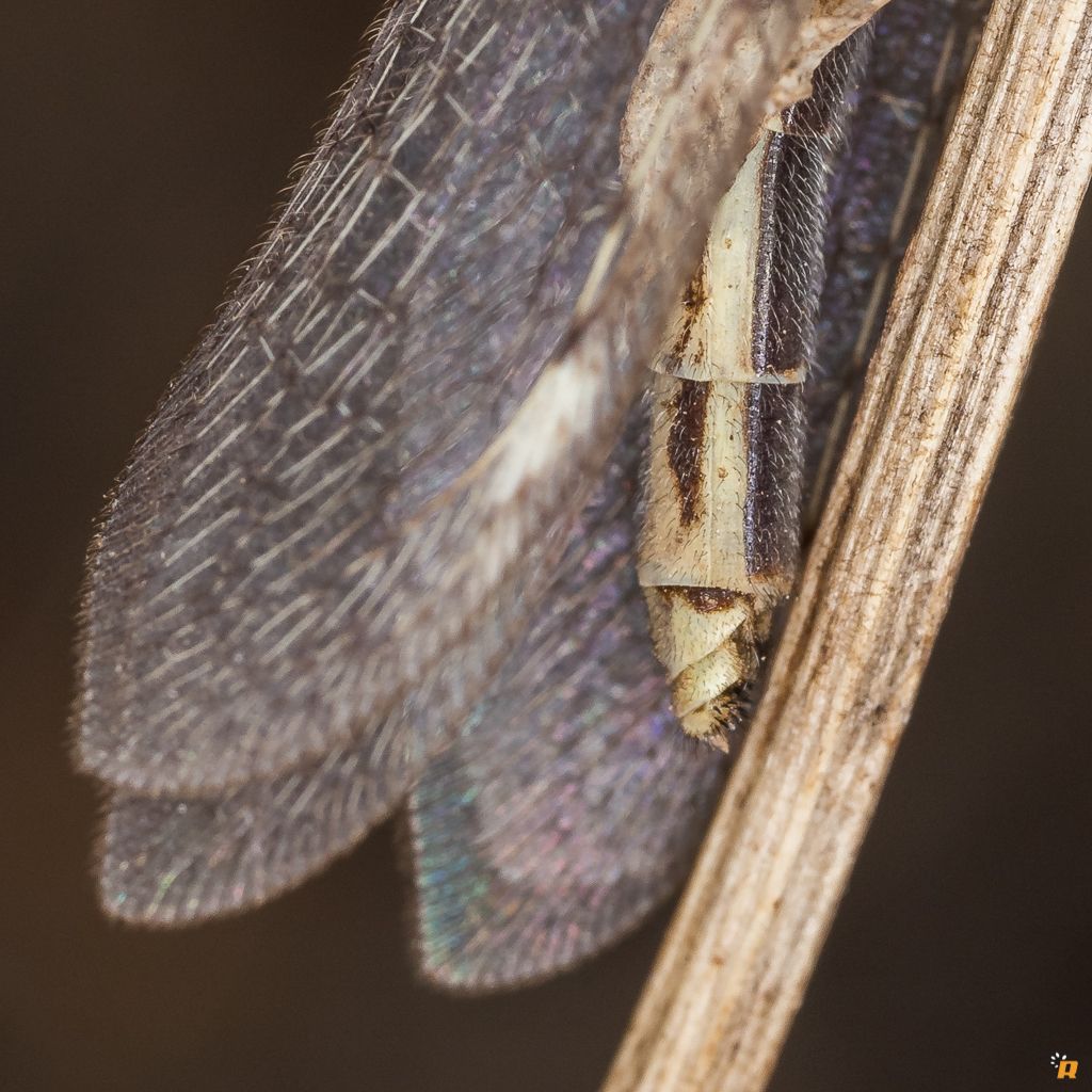 Formicaleone da identificare - Macronemurus  appendiculatus