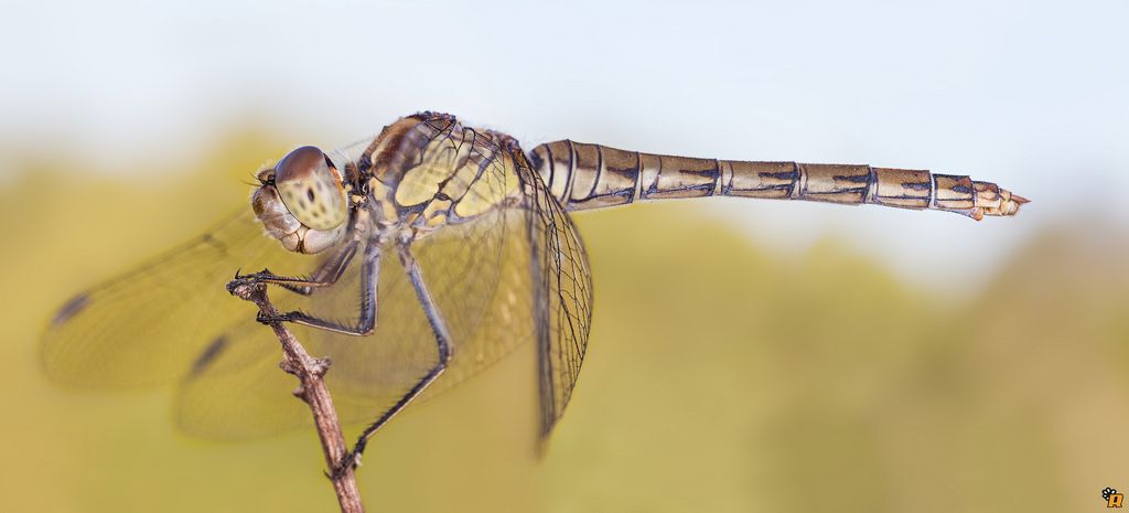 Sympetrum da identificare - Sympetrum striolatum