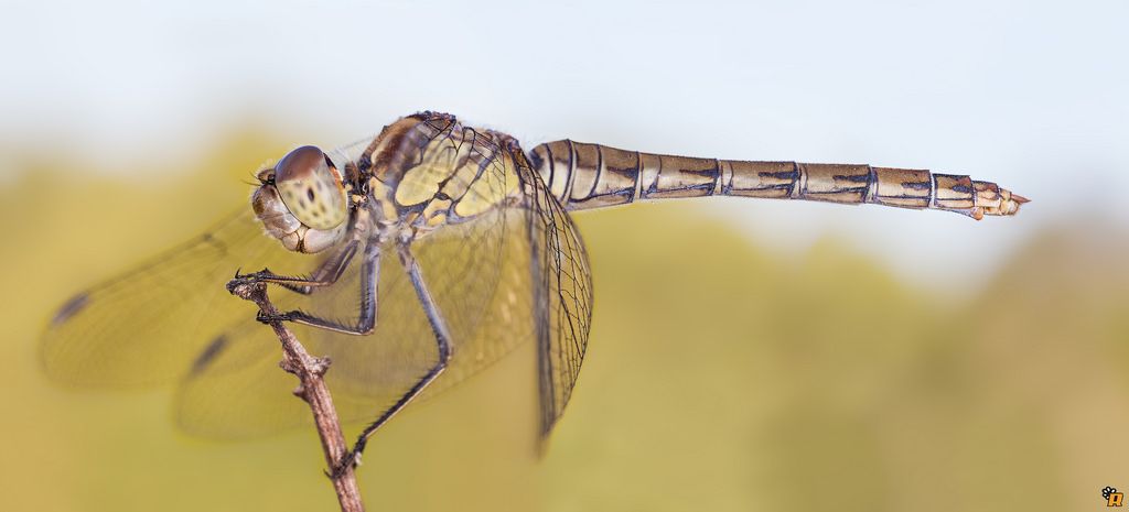 Sympetrum da identificare - Sympetrum striolatum