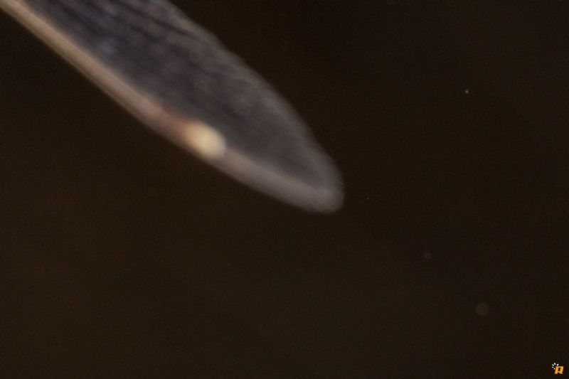 Damigella da identificare