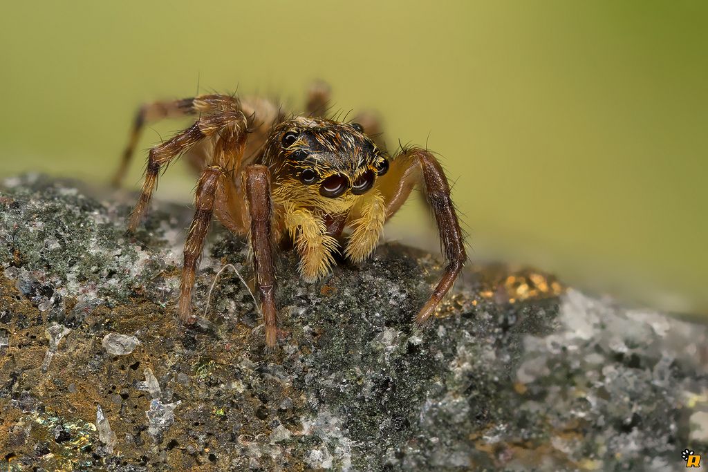 Pseudeuophrys vafra - Olbia (OT)