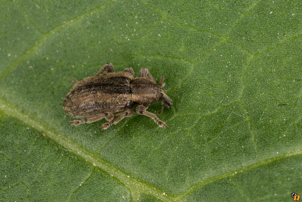 Curculionidae :  Hypera postica