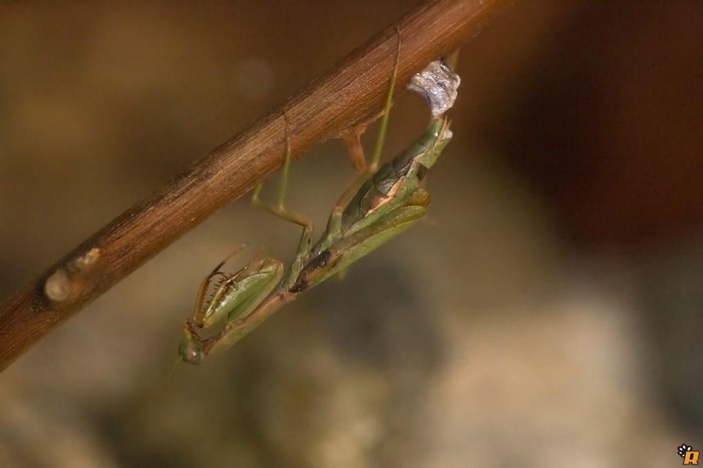 Aiuto allevamento Iris Oratoria