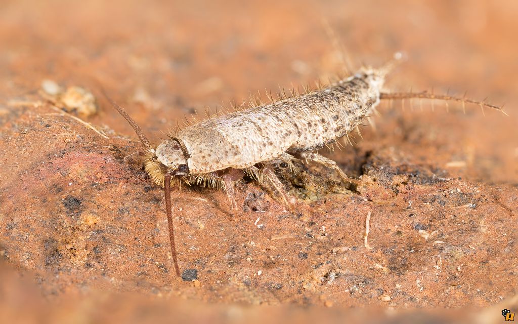 Pesciolino d''argento  (Zygentoma Lepismatidae)