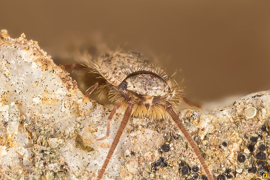 Pesciolino d''argento  (Zygentoma Lepismatidae)