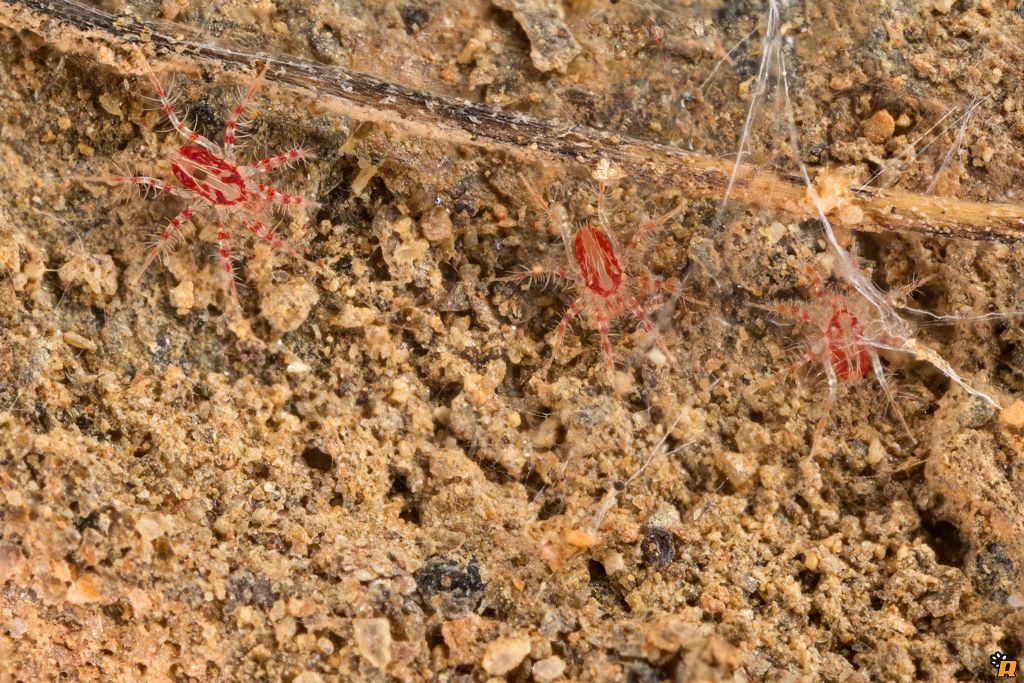 Erythracarus sp.  (Prostigmata - Anystidae)